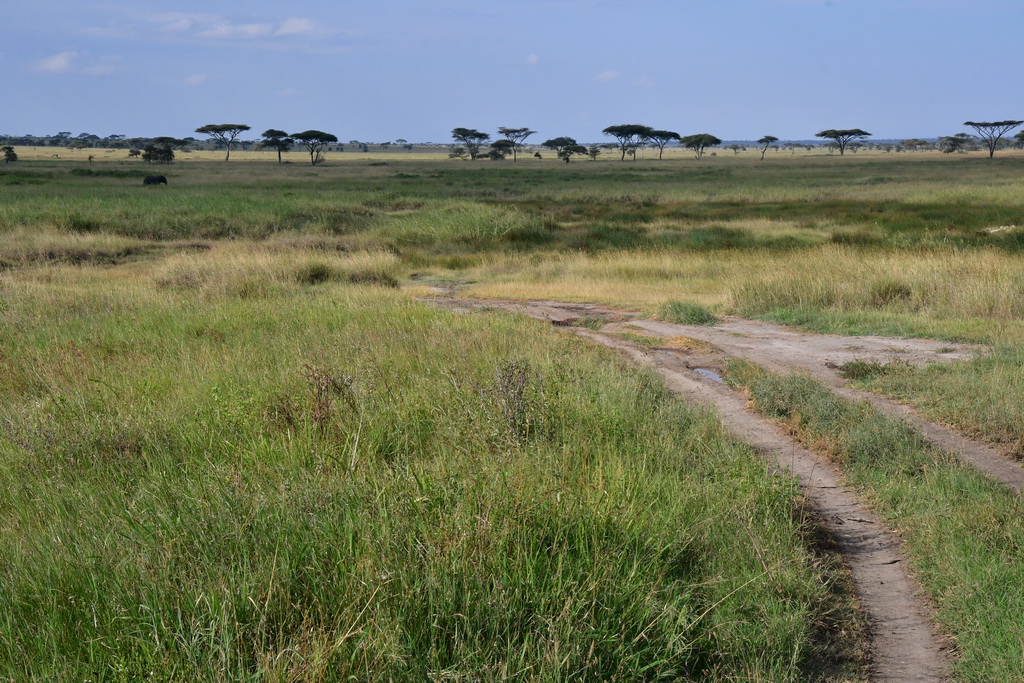 Central Serengeti